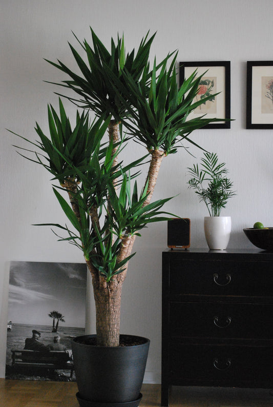 Yucca Care