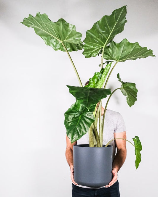 Alocasia Care