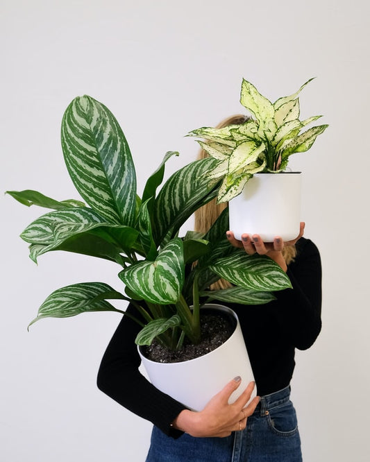 Aglaonema Care