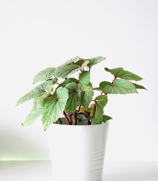 Begonia Care