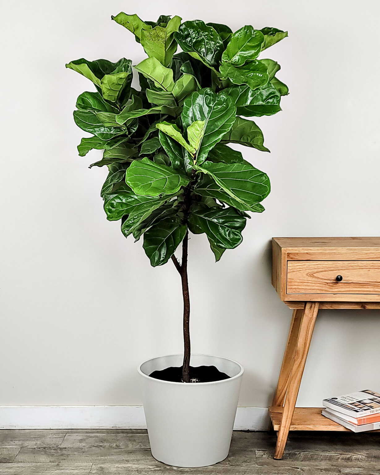 10 Inch Fiddle Leaf Tree + White Plastic Pot
