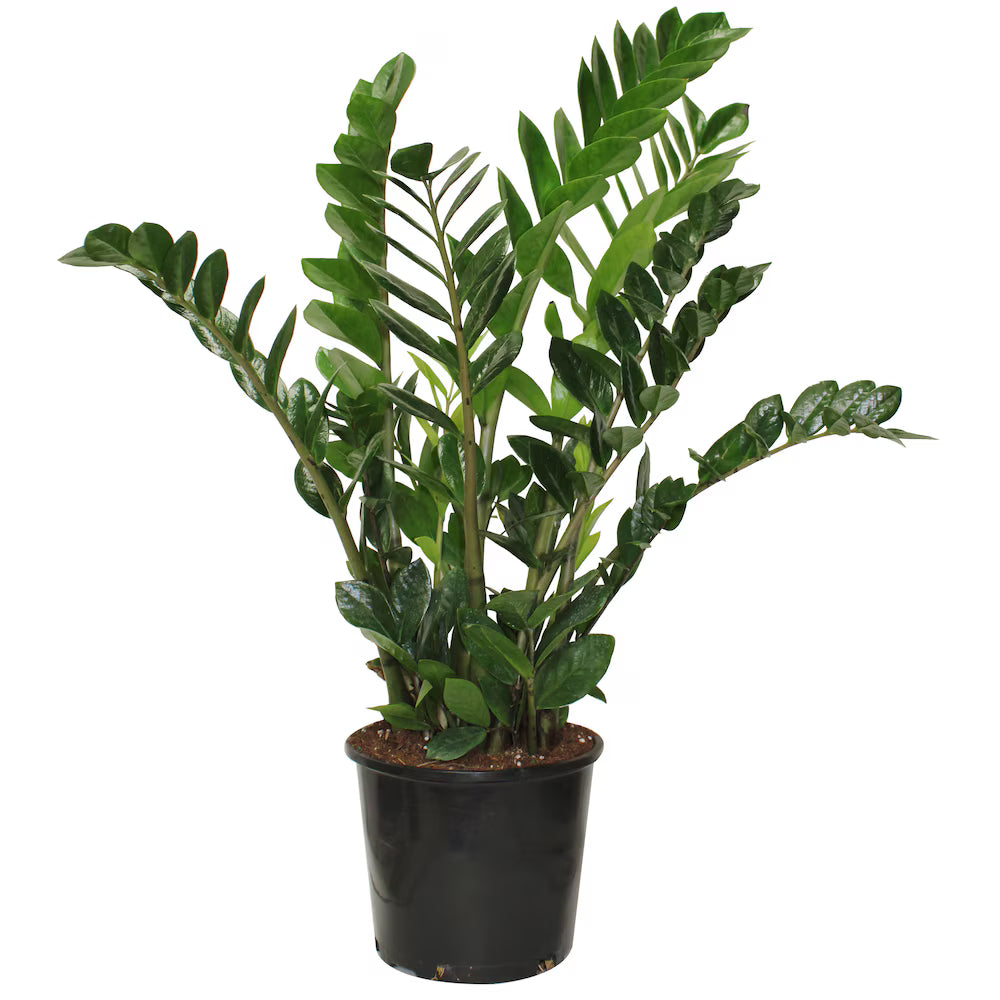 8 Inch ZZ Plant