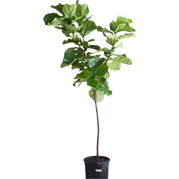 14 Inch Fiddle Leaf Fig + White Plastic Pot