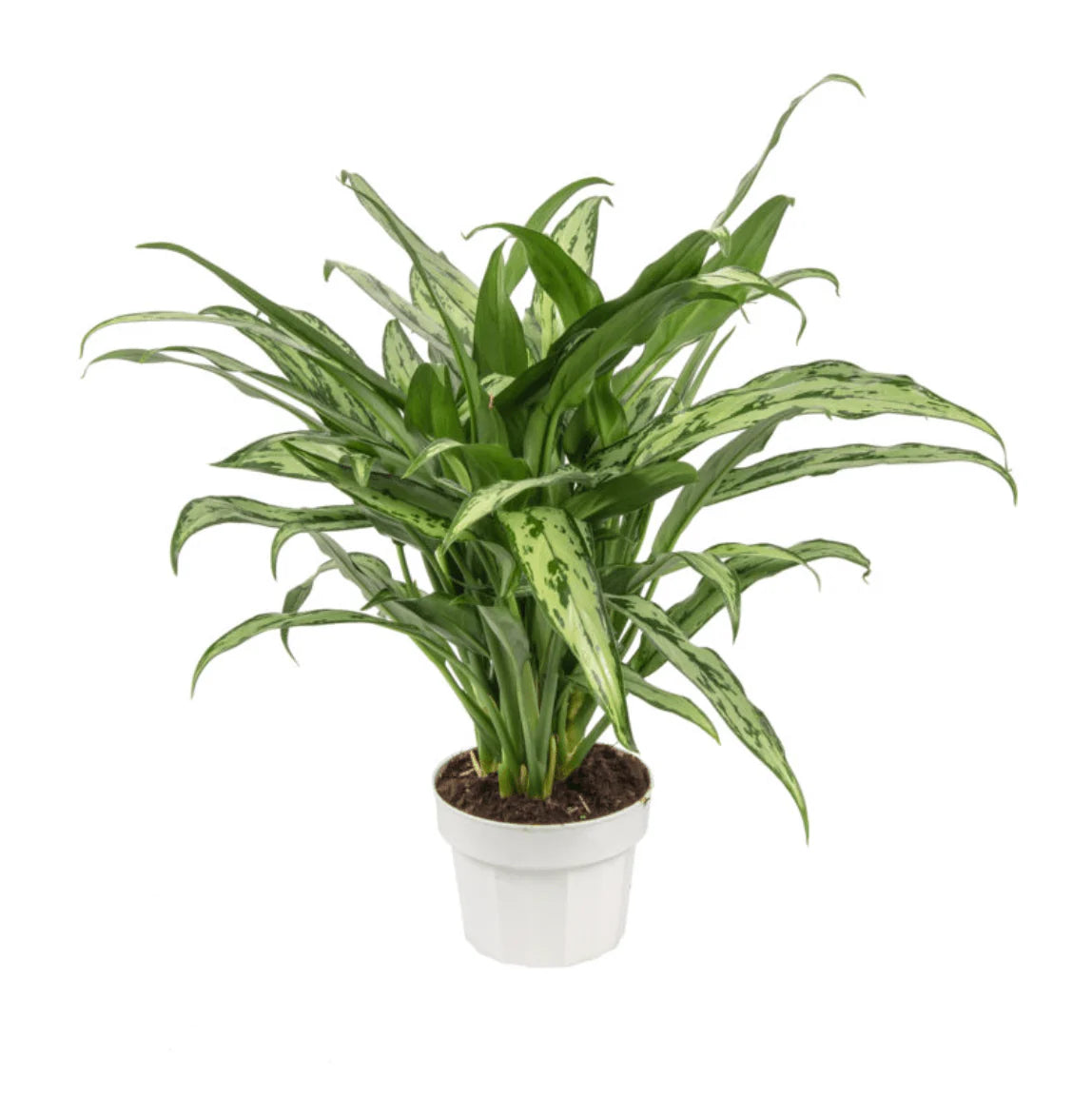 8 Inch Aglaonema Cutlass + White Plastic Pot