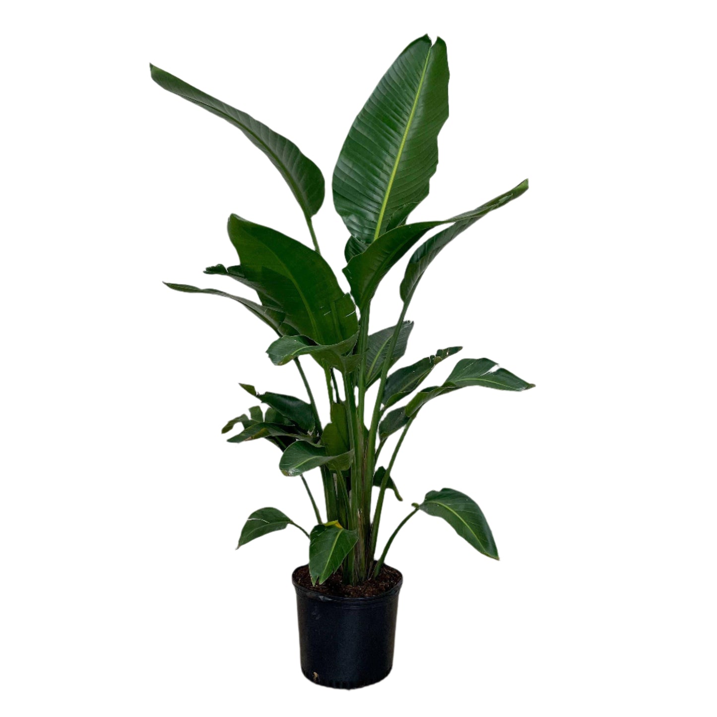 14 Inch Bird of Paradise + White Plastic Pot