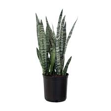 8 Inch Sansevieria Zeylanica