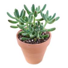 4 Inch Jellybean Sedum + White Ceramic Pot