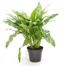 8 Inch Aglaonema Romeo + White Plastic Pot