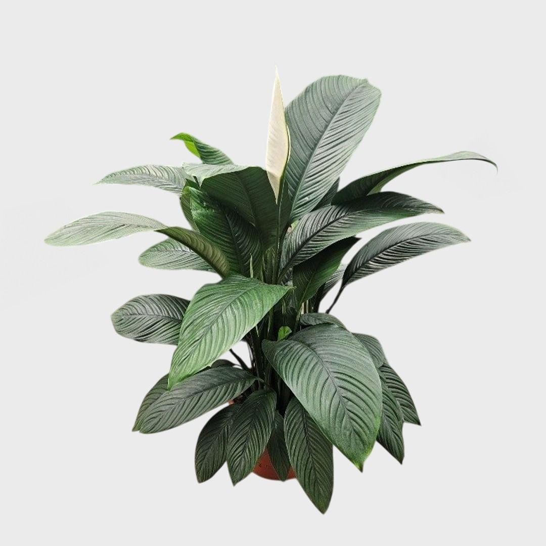 14 Inch Peace Lily "Sensation" + White Plastic Pot