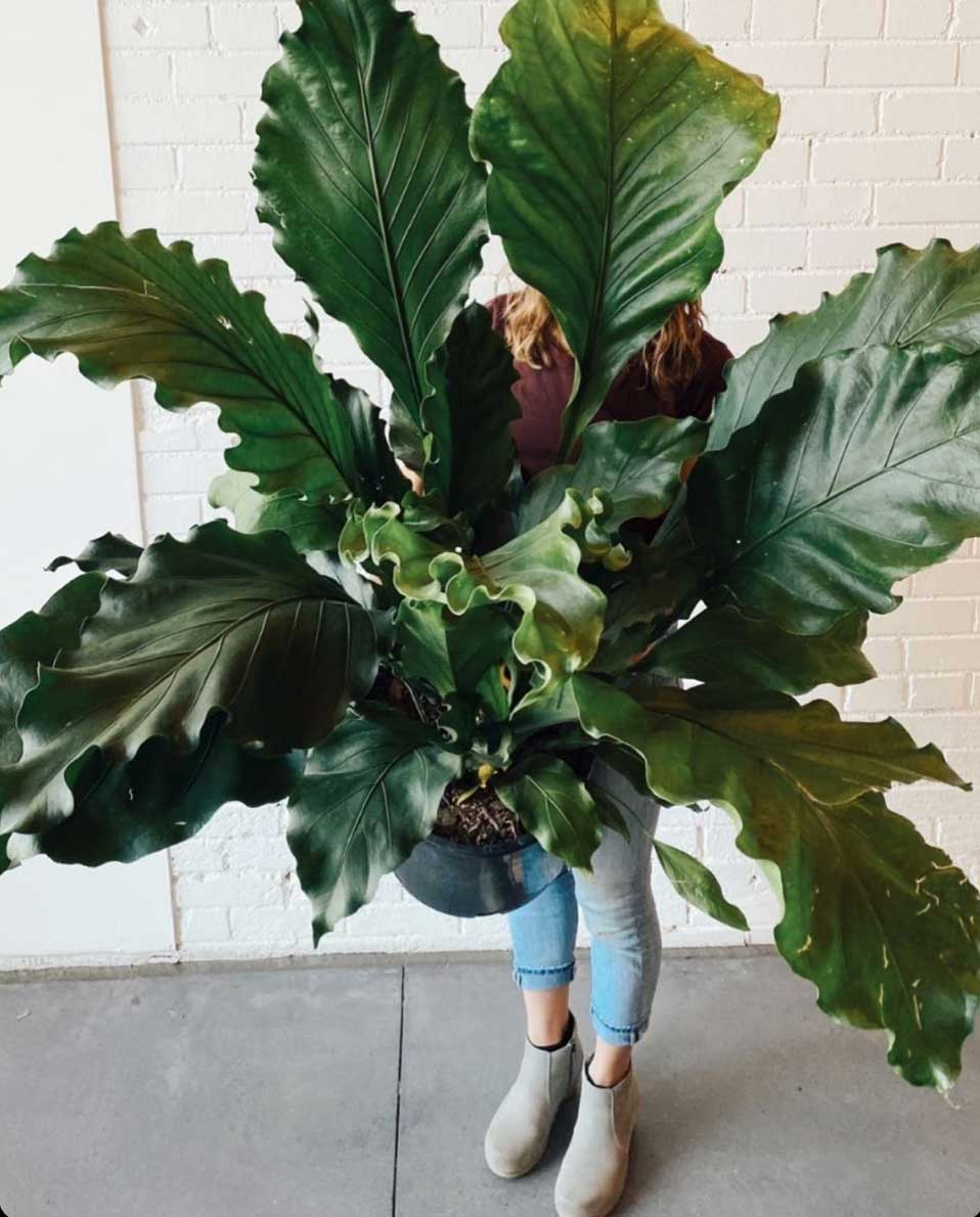 Ferns: Caring for Your Diva Plant