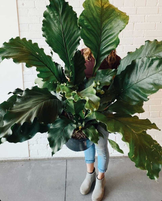 Ferns: Caring for Your Diva Plant