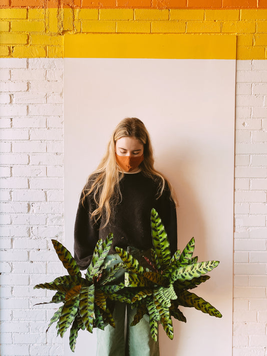 "Why did my Calathea leaves curl up?"