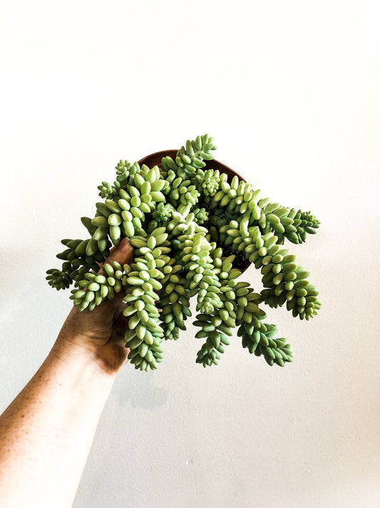 "I'm a burro's tail murderer! What should I do?"