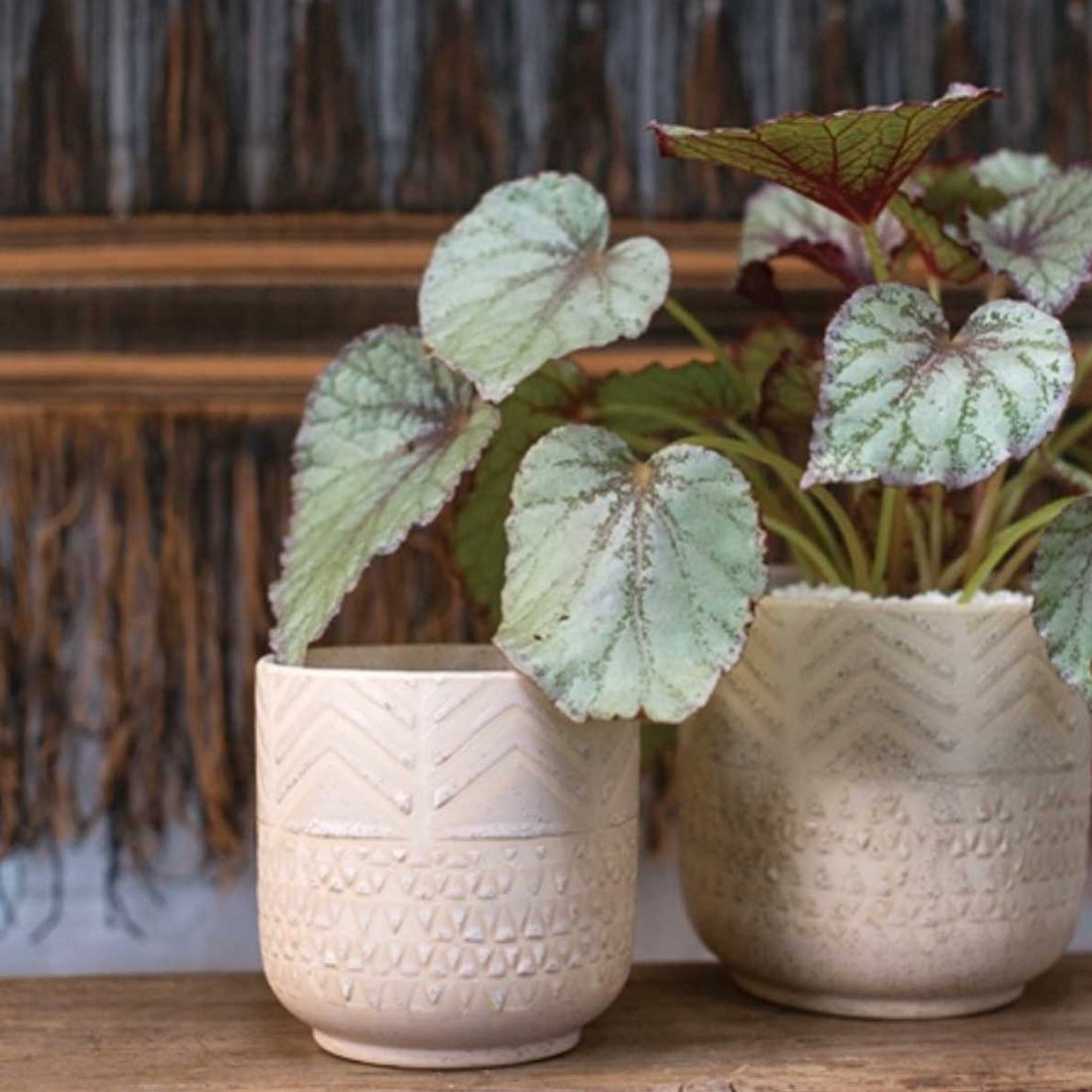 "My rex begonia's leaves are falling off."