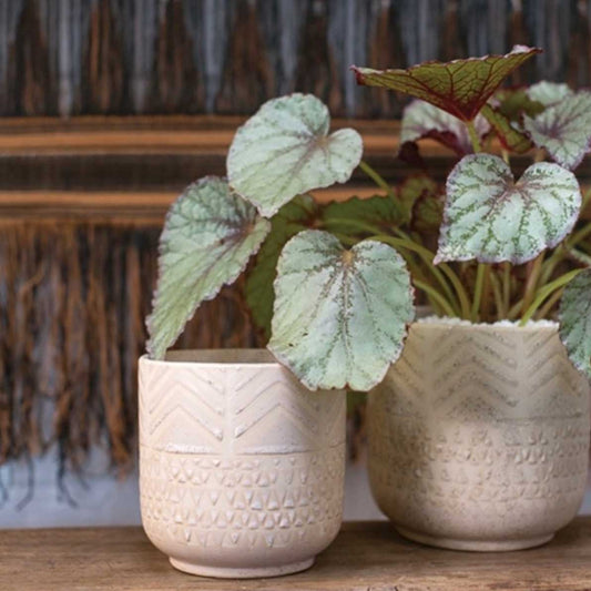 "My rex begonia's leaves are falling off."