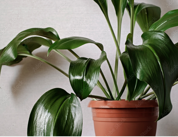 Aspidistra Care