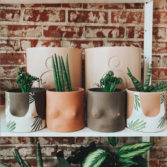 Succulent Care Guide