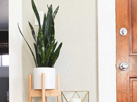 Watering Your Snake Plant