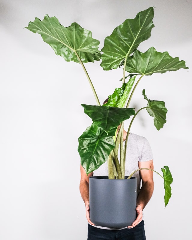 Alocasia Care
