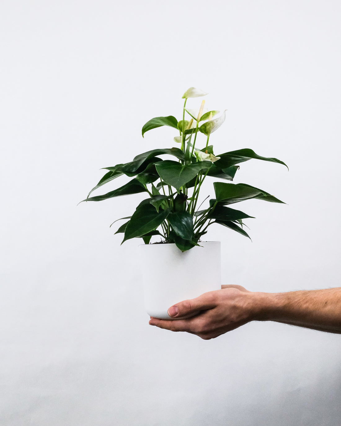 Anthurium Care