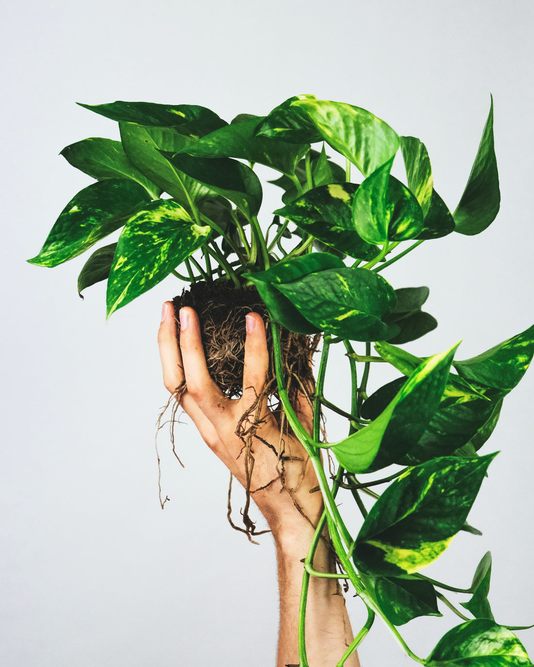 Pothos Care