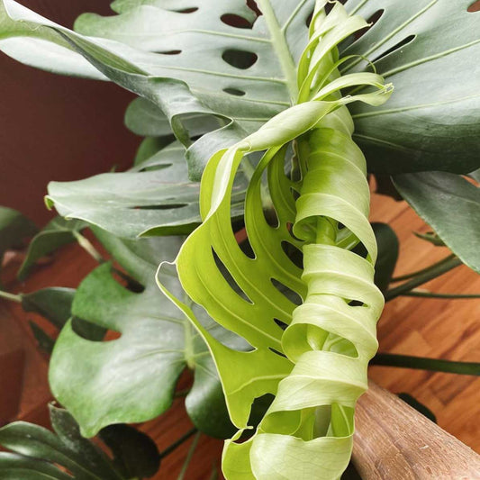 "My monstera is drooping!"