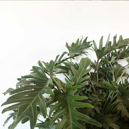 "My philodendron is growing out, not up."