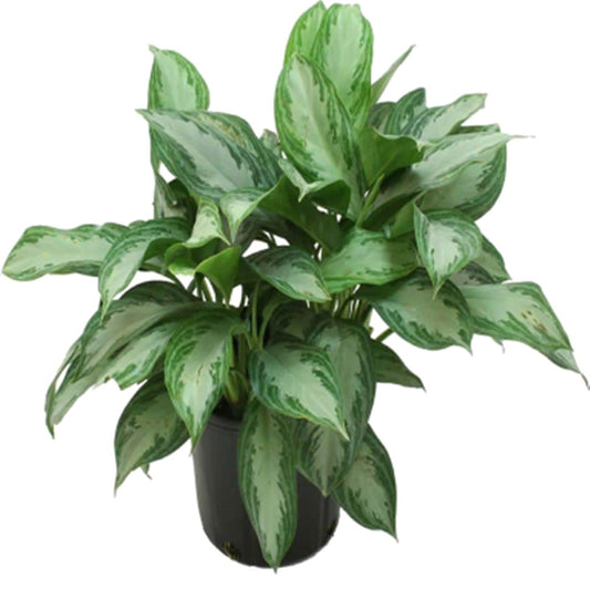 10" Silver Bay Aglaonema