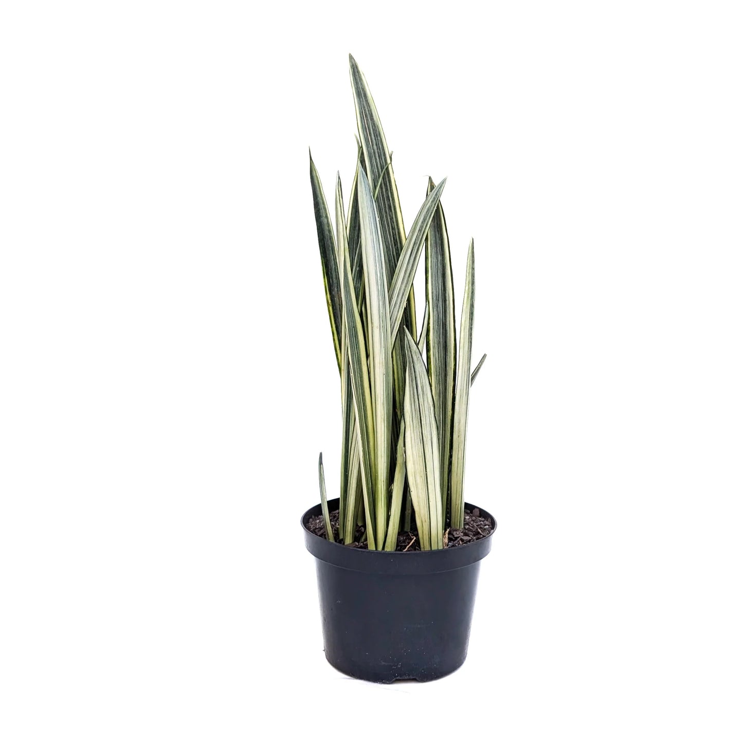 8 Inch Sansevieria Bantel's Sensation