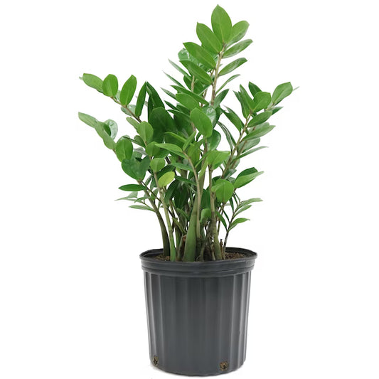 10 Inch ZZ Plant