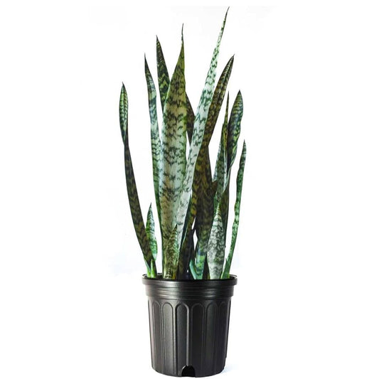 10 Inch Snake Plant