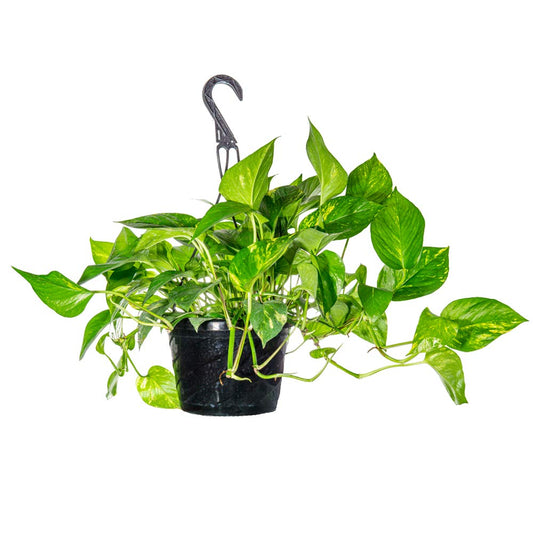8 Inch Gold Pothos