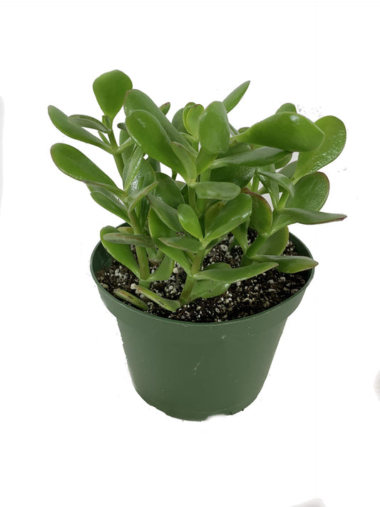 6 Inch Jade Plant w/ ceramic white pot