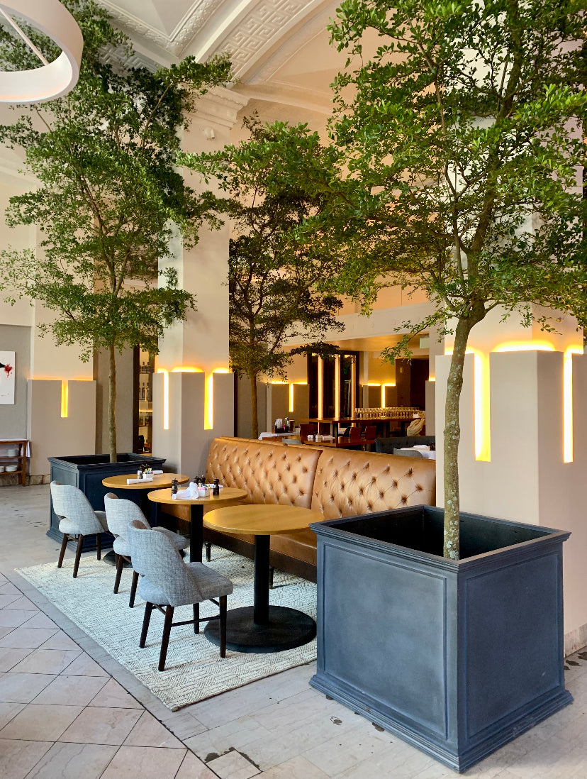 Interiorscaping and plants for businesses and brands. Large interior trees for businesses.