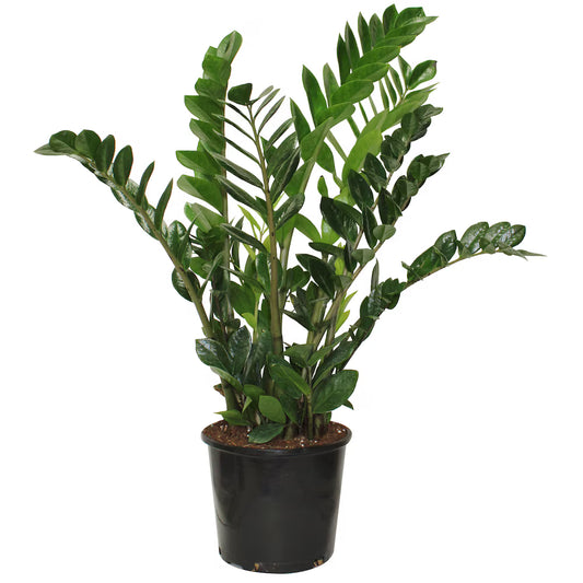 8 Inch ZZ Plant