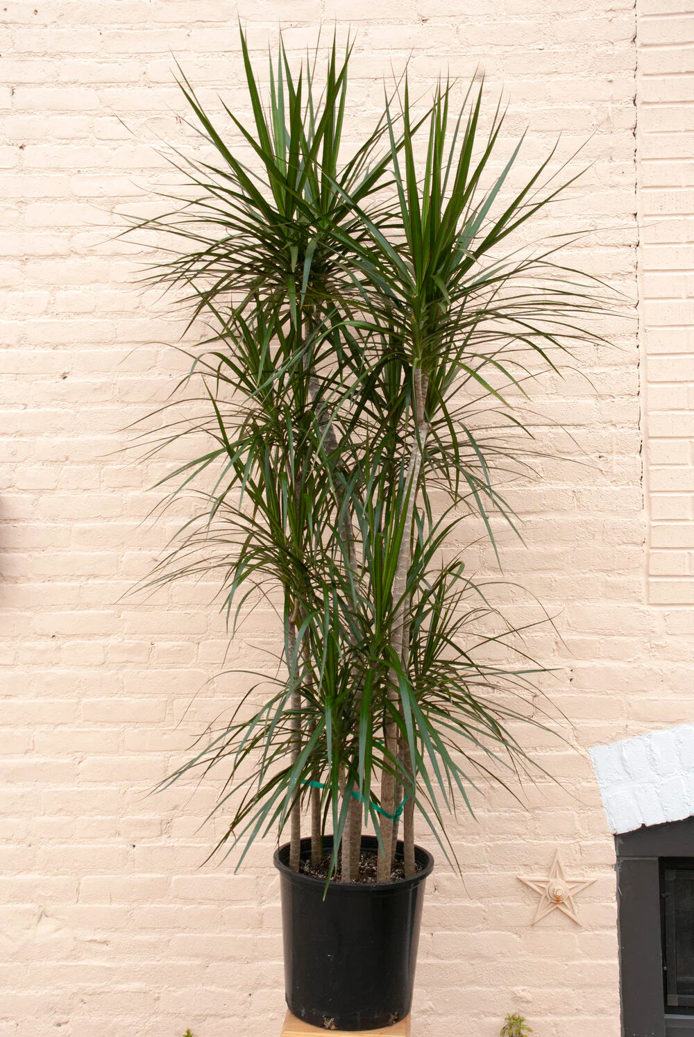 14 Inch Dracaena Marginata + White Plastic Pot (Copy)