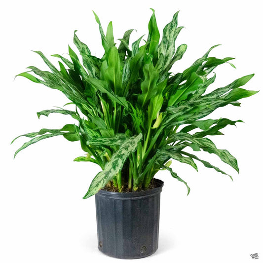 10 Inch Aglaonema Juliette
