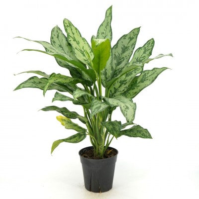 6 Inch Aglaonema Romeo w/ Ceramic white pot