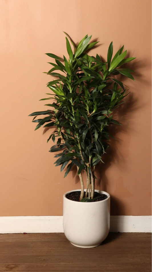 14" Dracaena Reflexa w/ White Pot