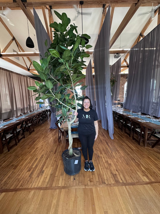 17” Ficus Audrey