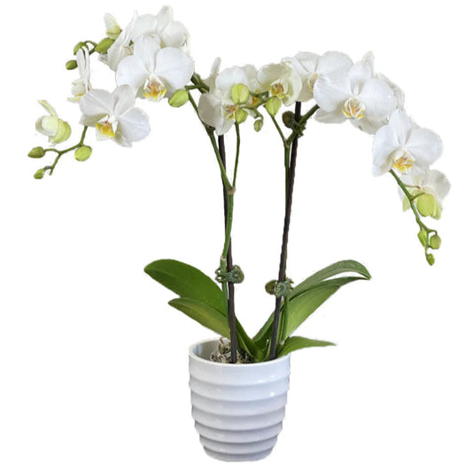 5 Inch Orchid Assorted Colors
