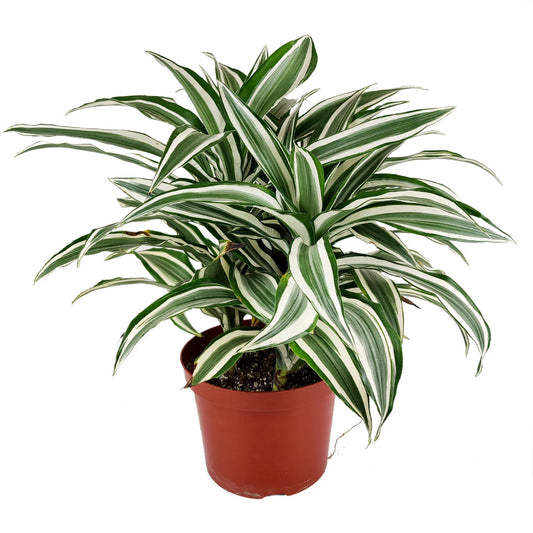 6 Inch Dracaena Warnekii w/ white ceramic pot