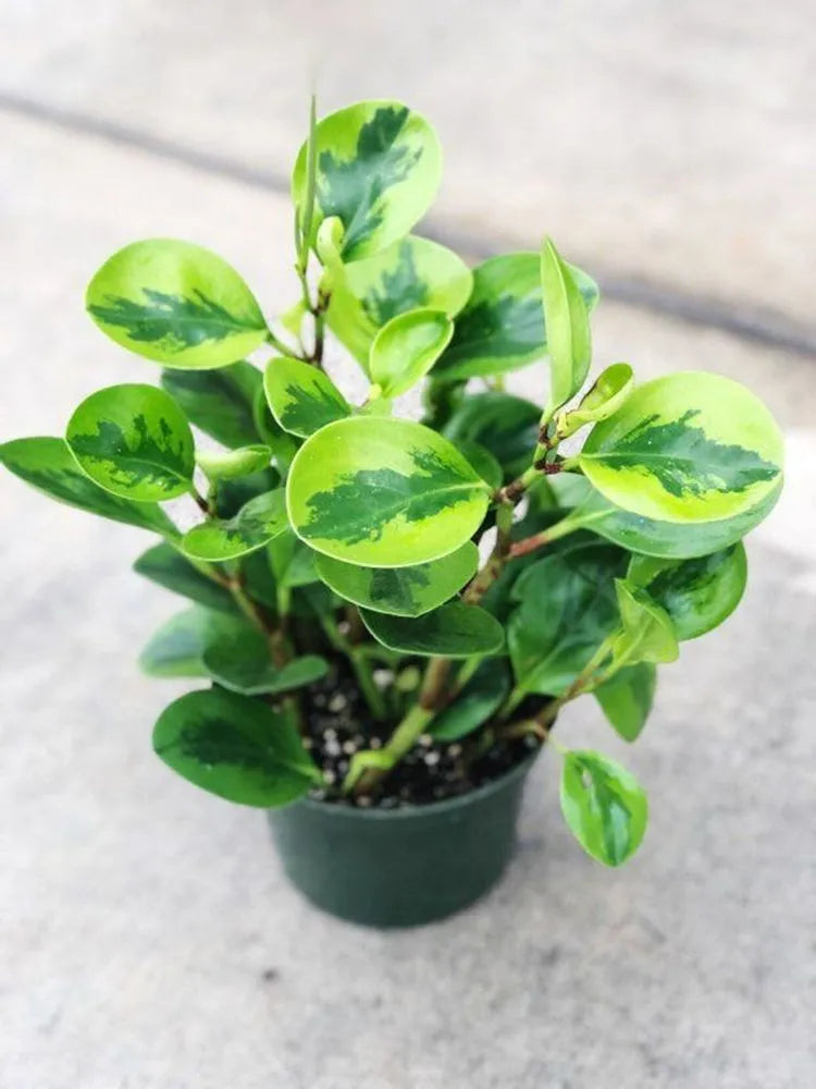 4 Inch Variegated Peperomia Obtusifolia + White Ceramic Pot
