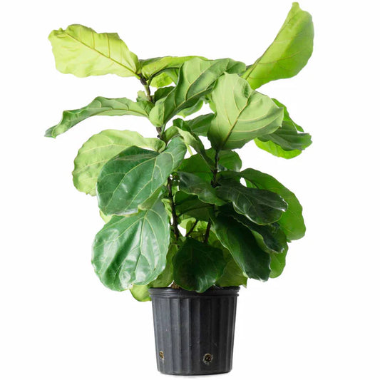 10 Inch Fiddle Leaf Bush w/ white pot