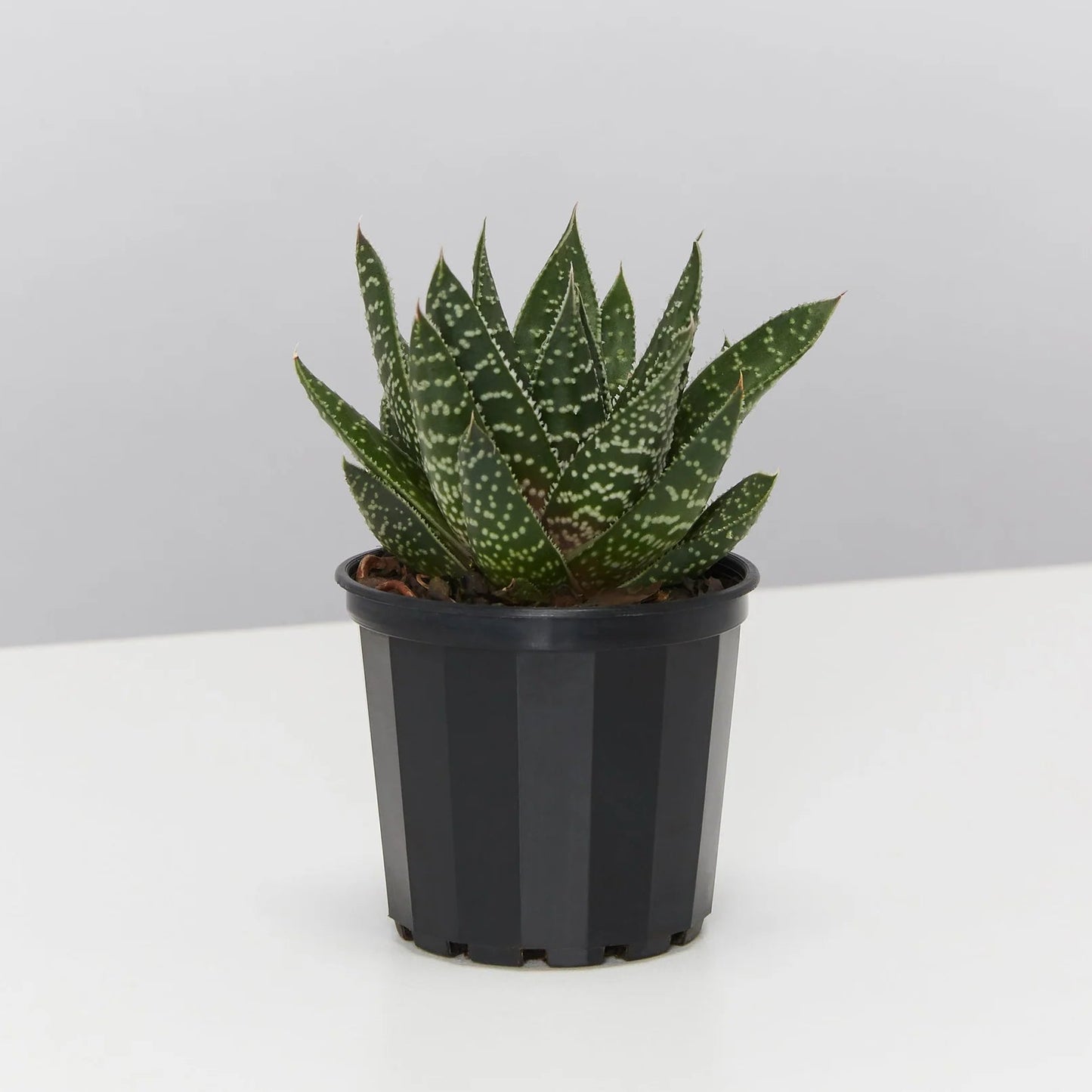 4 Inch Gasteria Wolfgang + White Ceramic Pot