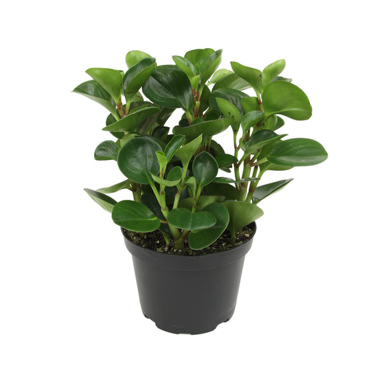 6 Inch Peperomia Obtusifolia w/ Ceramic white pot