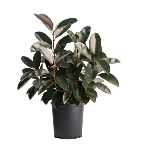10" Rubber Tree