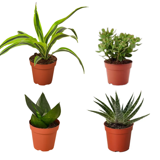 4 Inch Plant Combo w/ White Ceramic Pots