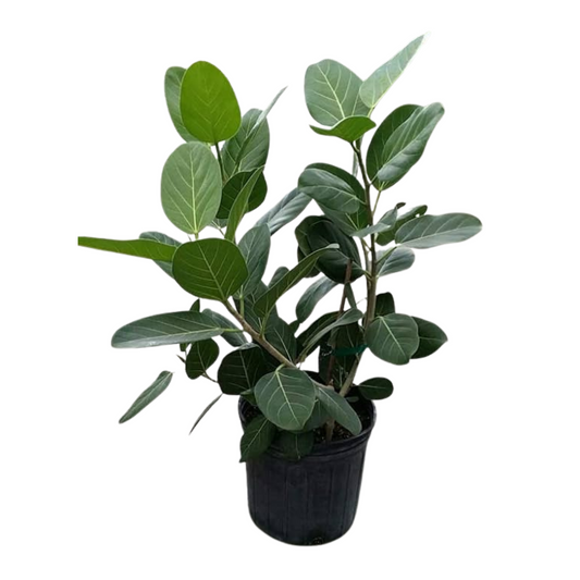 10 Inch Ficus Audrey Bush w/ white pot