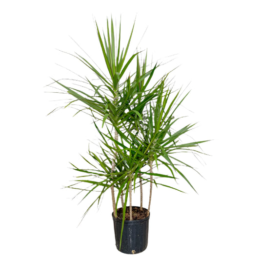 12" Dracaena